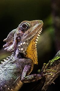 lizard on tree thumbnail