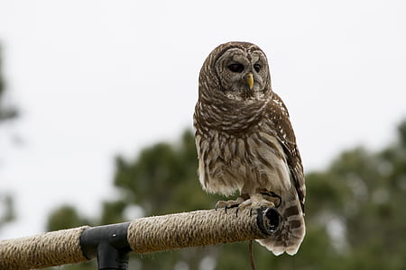 selective focus photography of owl on metal rod thumbnail