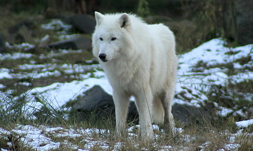 white wolf standing on snow covered road thumbnail