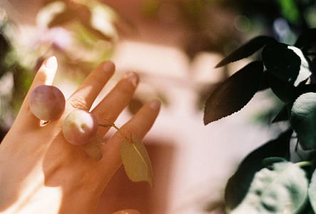 two fruits on person's hand thumbnail
