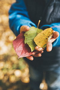 person holding three green and brown leaves thumbnail