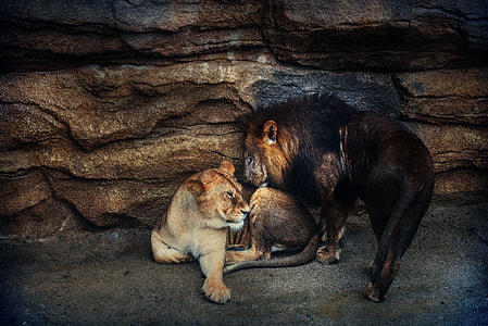 black lion near brown lioness near brown rock formation thumbnail