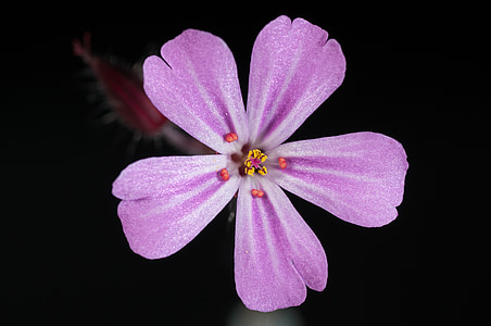 pink 5-petaled flower closeup photo thumbnail