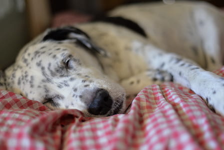 adult white and black Dalmatian sleeping on blanket thumbnail