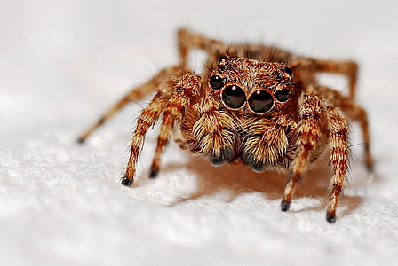 selective focus photography of brown spider thumbnail