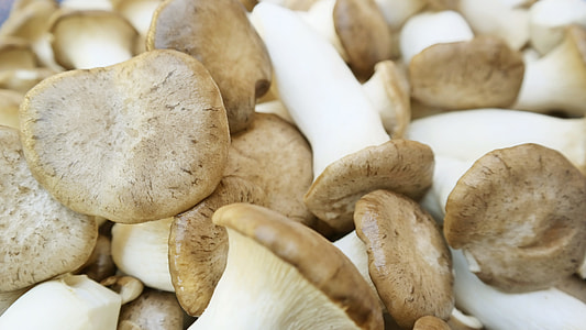 mushroom lot thumbnail