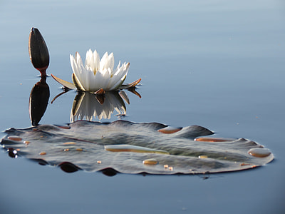 white close-up photo of lotus flower thumbnail