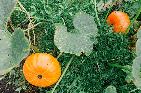 Pumpkins in garden thumbnail