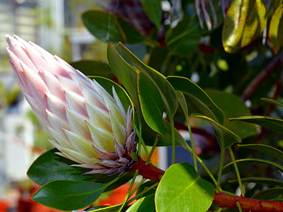 pink protea flower bud in close up photography thumbnail