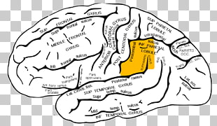 giro angular y supramarginal