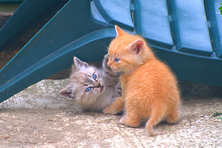 two kittens playing near on chair thumbnail