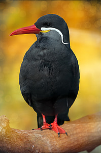 black bird thumbnail
