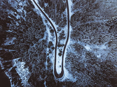 aerial view, road, bend, tree thumbnail