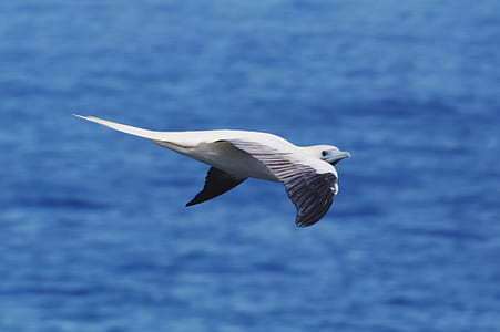 white and gray on flight bird thumbnail