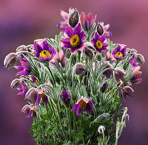close-up photo of purple petaled flowers thumbnail