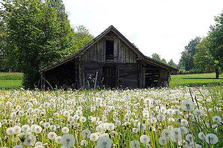 Gray Shed on White and Green Field Near Trees during Daytime thumbnail