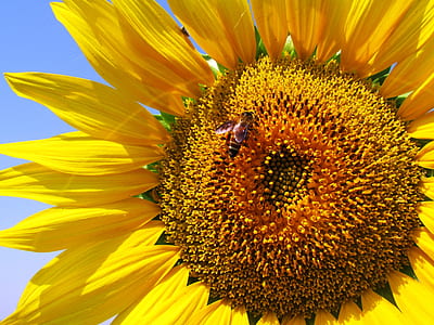 Honeybee on Sunflower during Daytime thumbnail