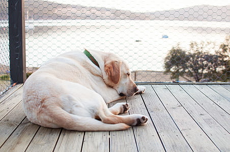 dog sleeping on wooden dock thumbnail