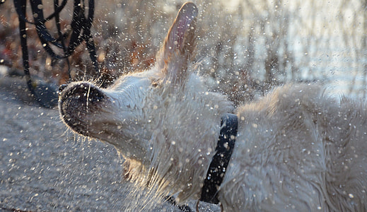 Wildlife Photography, Pet Photography thumbnail