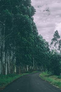 grey road near green trees during cloudy day thumbnail