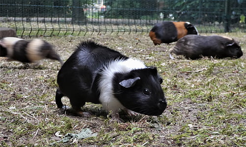 several assorted-color guinea pigs thumbnail