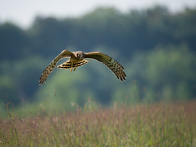 brown eagle flying near grass field thumbnail