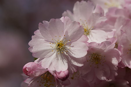 pink flowers in macro shot thumbnail