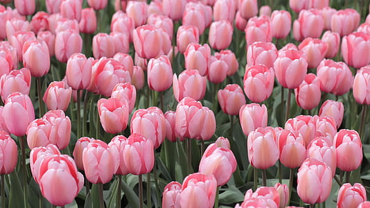 closeup photography of pink tulips thumbnail