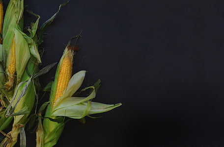 corn with black background thumbnail