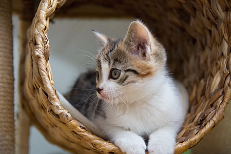 short-coated gray and white cat in brown wicker basket thumbnail