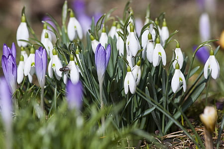 selective focus photography of white snowdrop and purple crocus flowers thumbnail