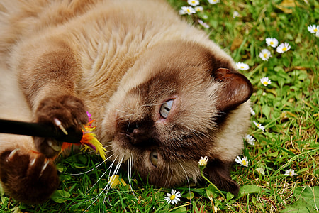 close-up photography of short-fur brown cat lying on green grass thumbnail
