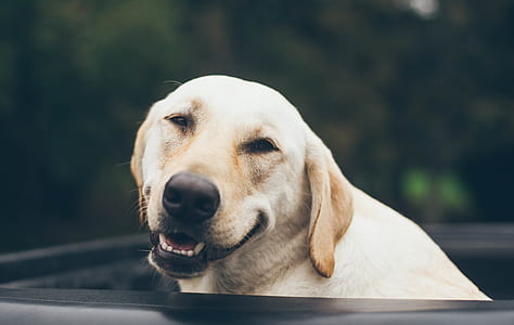 adult yellow Labrador retriever thumbnail