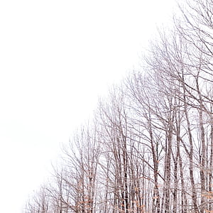 Leafless Trees thumbnail