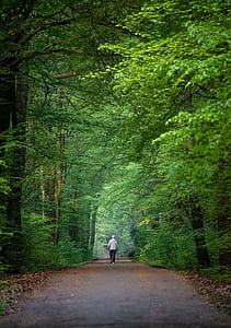 person walking on road with trees thumbnail