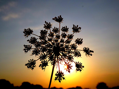 photography of tree thumbnail