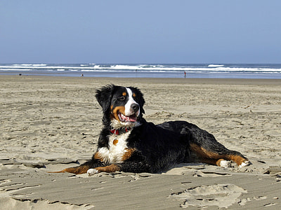 Bernese Mountain Dog on sand thumbnail