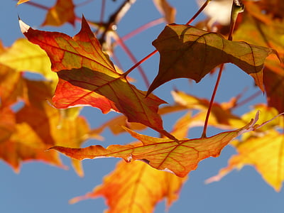 selective focus photography on maple leaf thumbnail