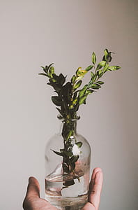 person holding green leafed plant in glass vase thumbnail