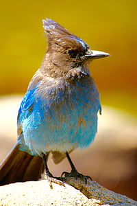 blue and brown bird on white rock thumbnail