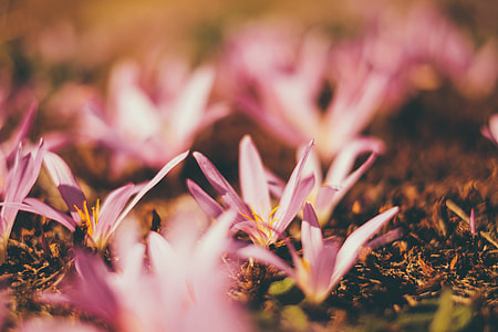 pink and purple flower photography thumbnail