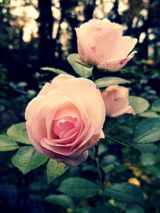 selective focus photography of pink rose thumbnail