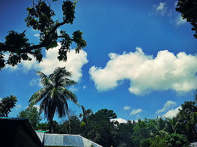 Photography of Trees Under Blue Cloudy Sky thumbnail