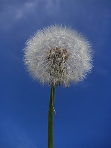 Dandelion, Taraxacum Officinale thumbnail