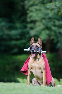 adult tan and black German shepherd biting gray dumbbell siting on green lawn grass at daytime thumbnail