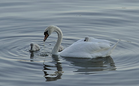 white swan thumbnail