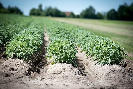 selective focus photo of vegetable field thumbnail