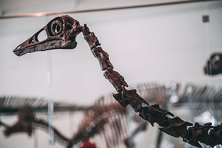 close up photography of bird's skeleton thumbnail