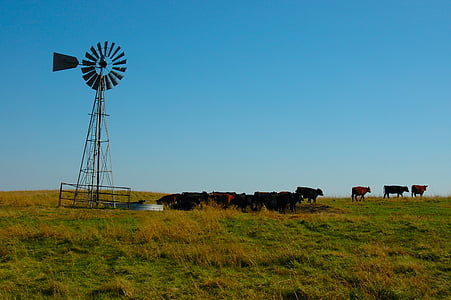herd of cows near wind vane thumbnail