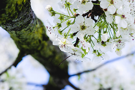 White Flowers on tree in Trenton, New Jersey thumbnail